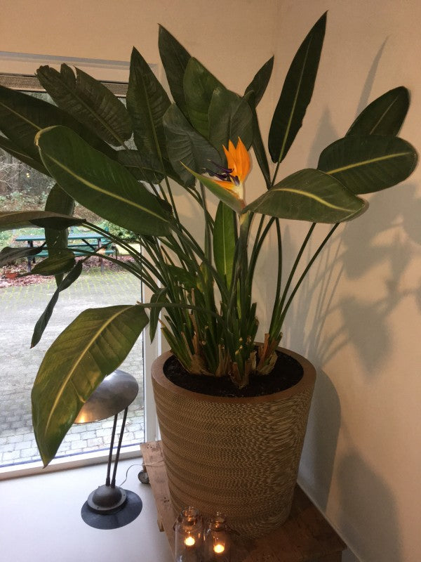 Tante Miep maat XL - Kartonnen plantenpot