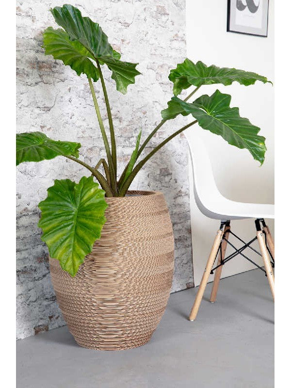 Tante Saar maat XL - kartonnen plantenpot